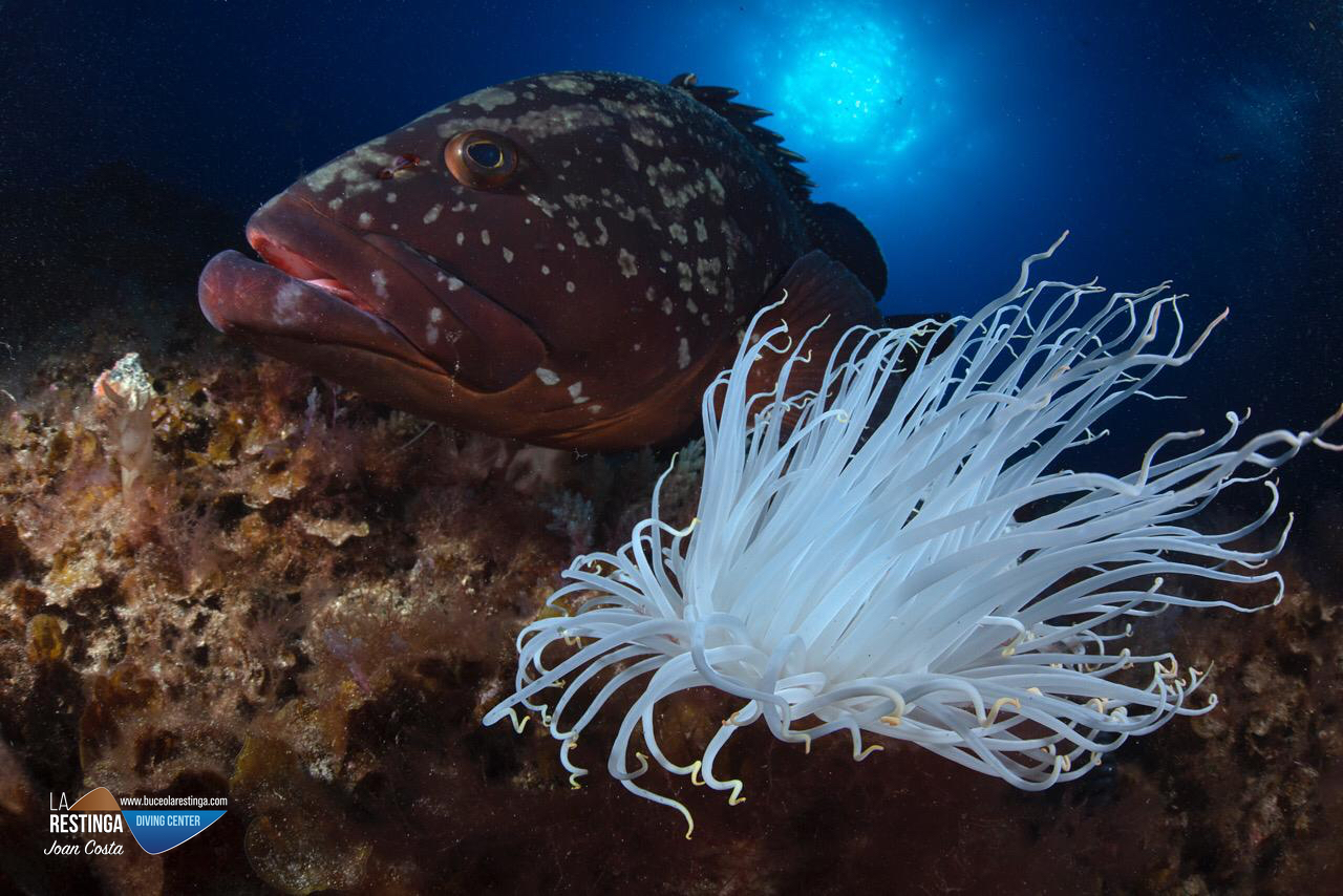 Los fotógrafos submarinos, esos grandes incomprendidos....