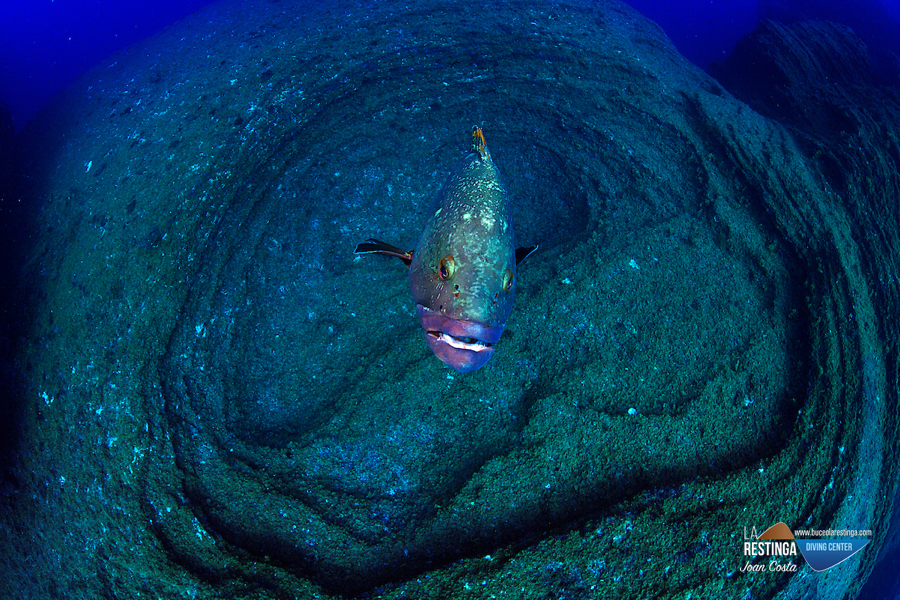 BAJON'S DIVING WEEK - Imagen 59 de los d&iacute;as extra&ntilde;os.