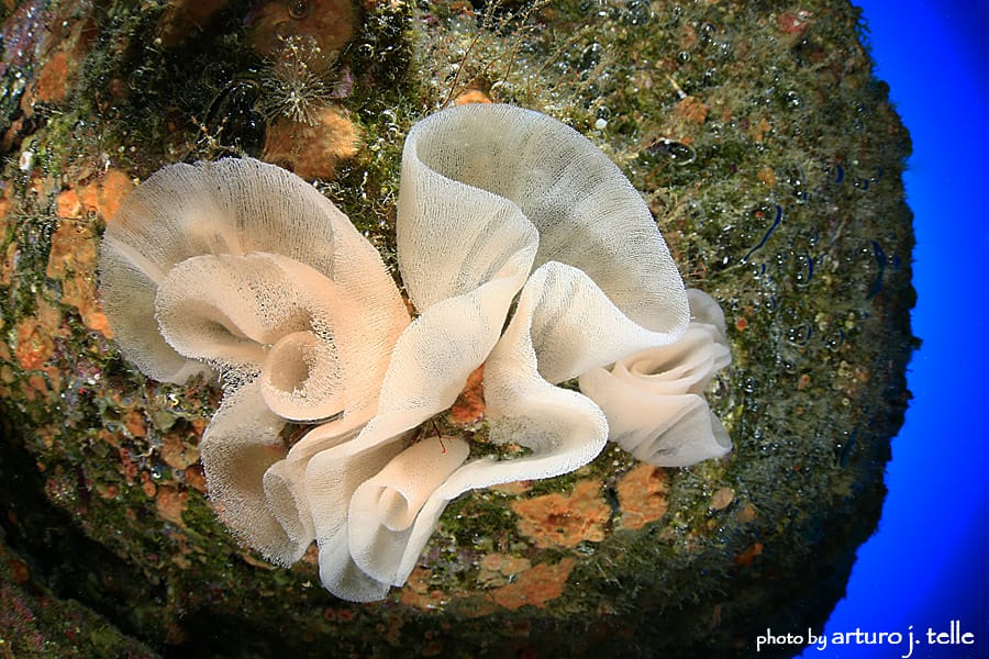 Imagen 47 de los d&iacute;as extra&ntilde;os. Buceando ya hacia la normalidad