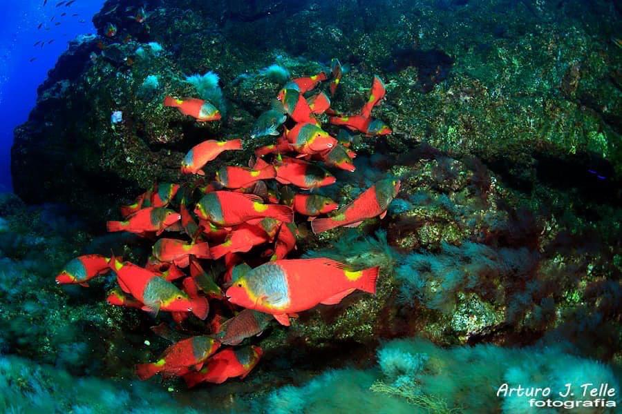 Imagen 48 de los d&iacute;as extra&ntilde;os. Buceando hacia la normalidad.