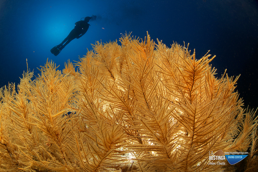 Imagen 61 de los dias extra&ntilde;os. Buceando hacia la normalidad.