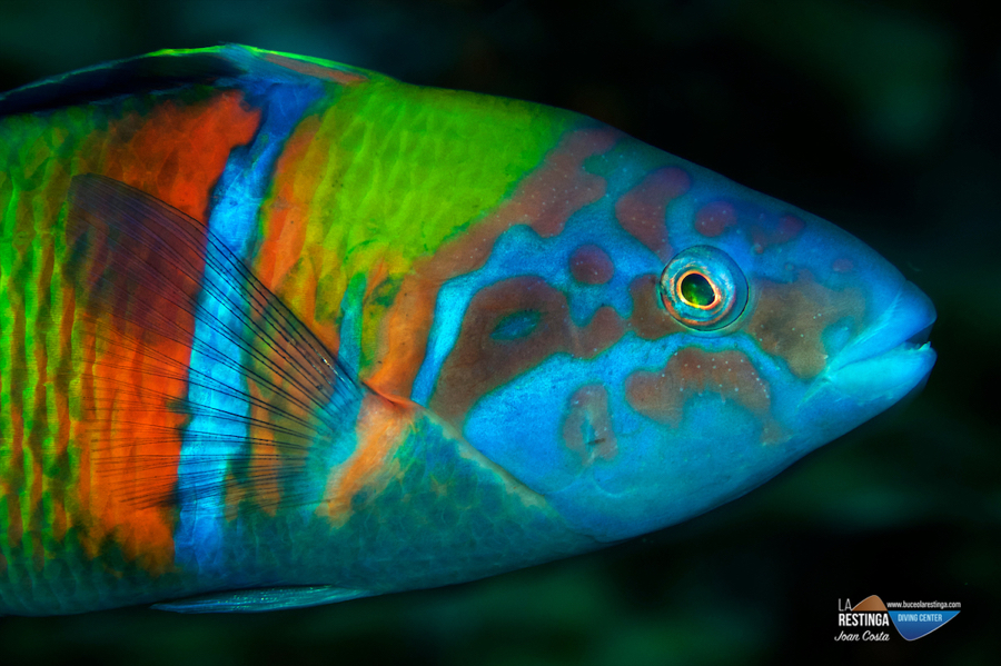 Imagen 49 de los d&iacute;as extra&ntilde;os. Buceando hacia la normalidad.