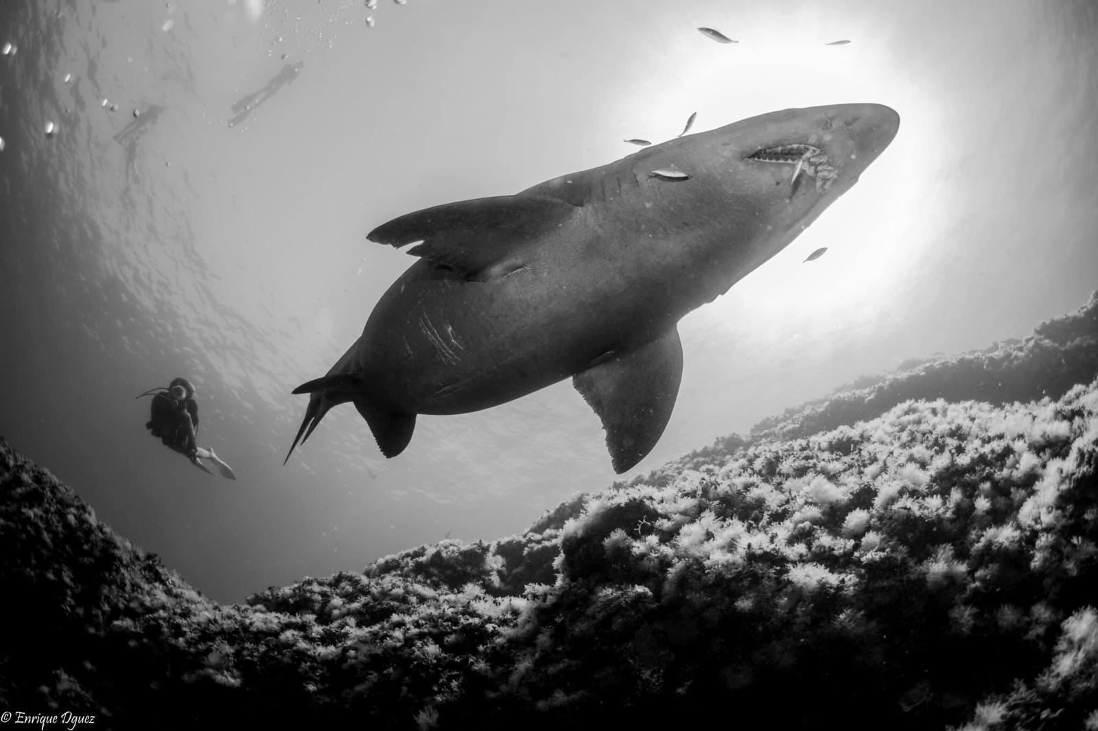 &iexcl;SHARK SOLRAYO'S WEEK!