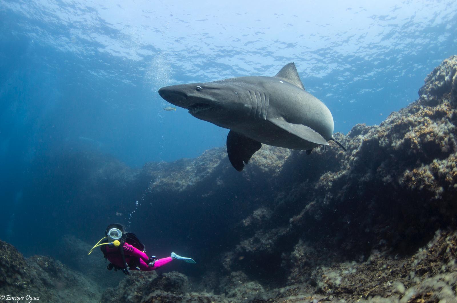 Shark Solrayo's Week - &uacute;ltima foto