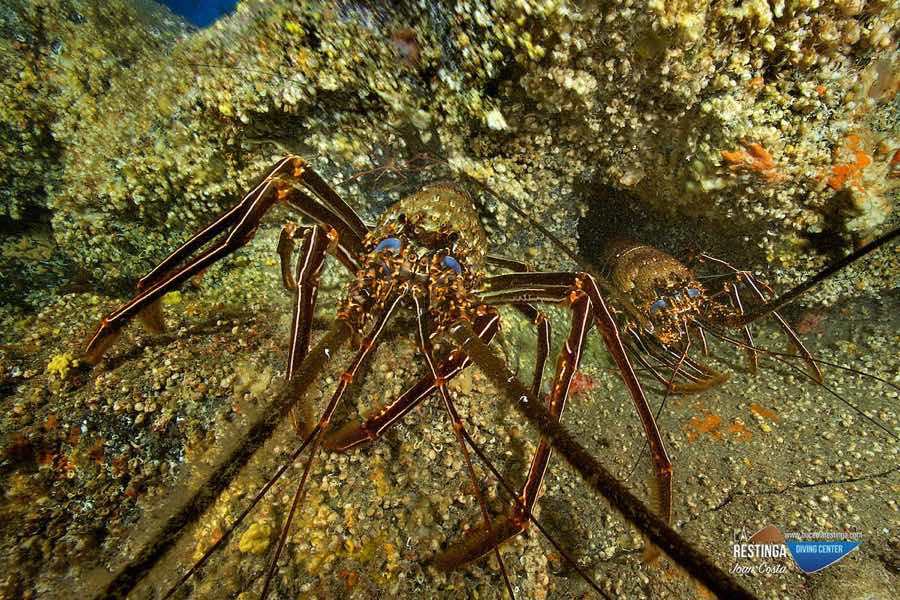 Imagen 34 de los d&iacute;as extra&ntilde;os, por Joan Costa