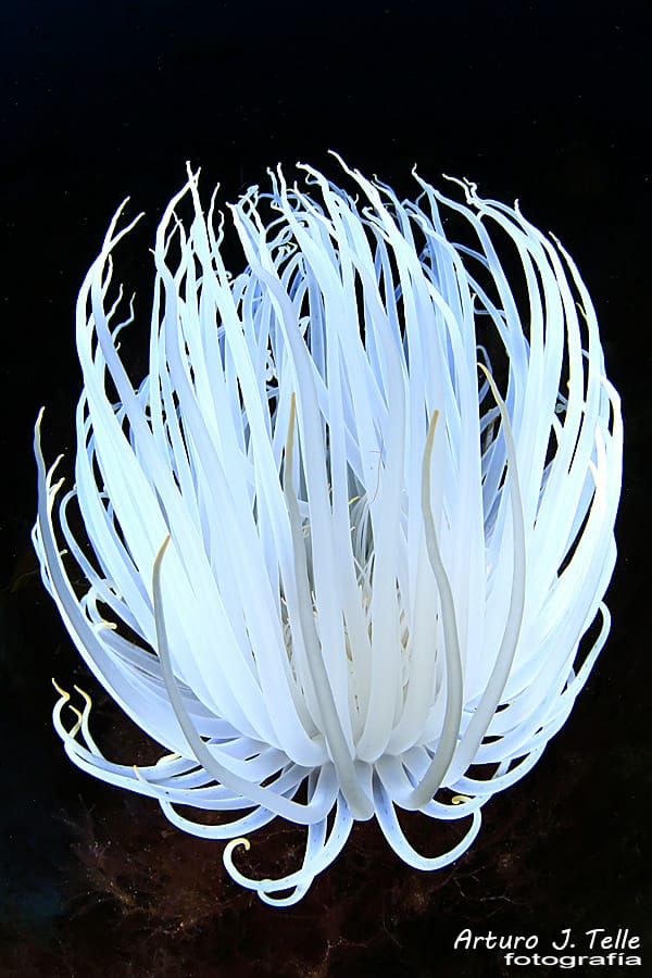 Foto 27 de los d&iacute;as extra&ntilde;os. By maestro Arturo Telle Thiemann