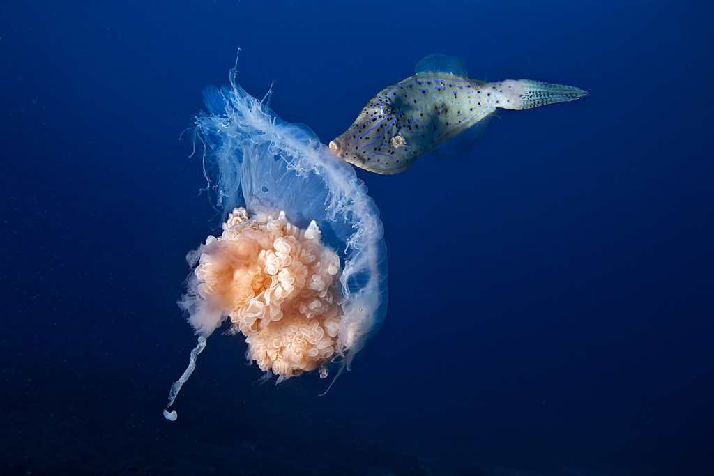 FOTOS PARA EL CONFINAMIENTO Y CURIOSIDADES - MARZO