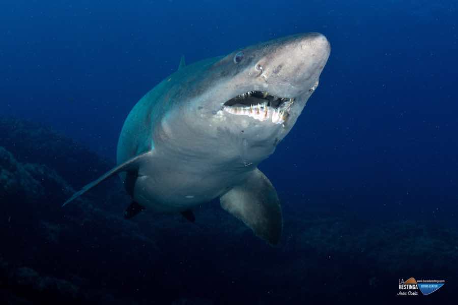 &iexcl;SHARK SOLRAYO'S WEEK!