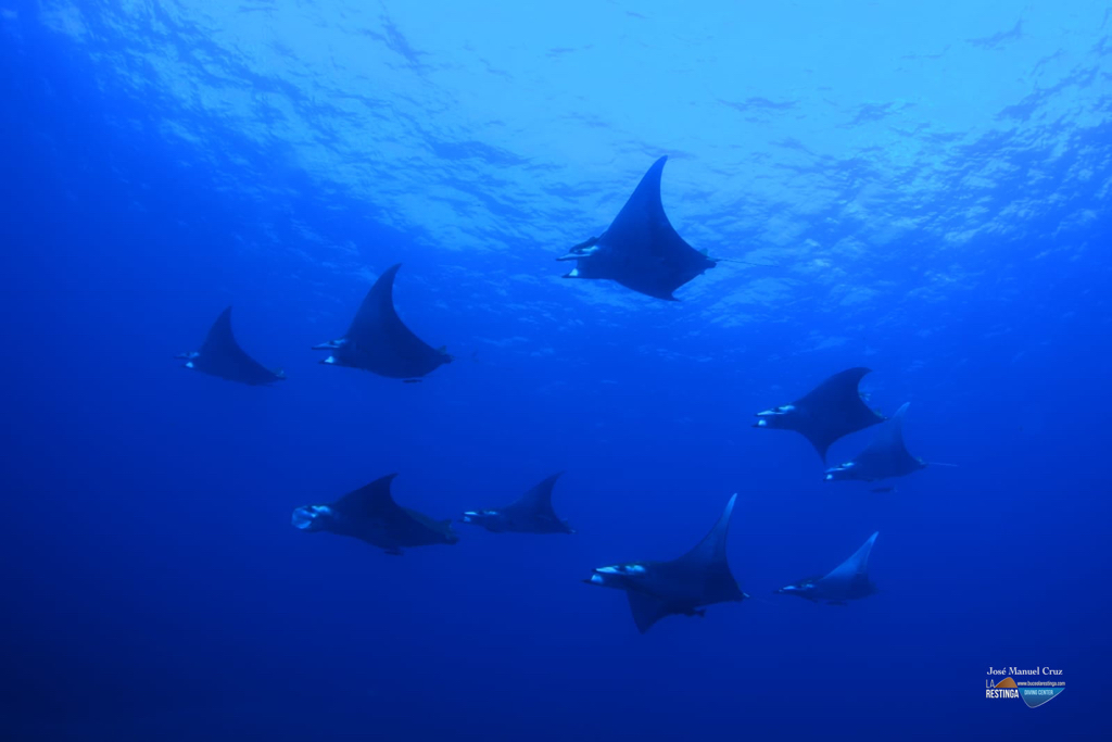 Y NOS SIGUEN VISITANDO!