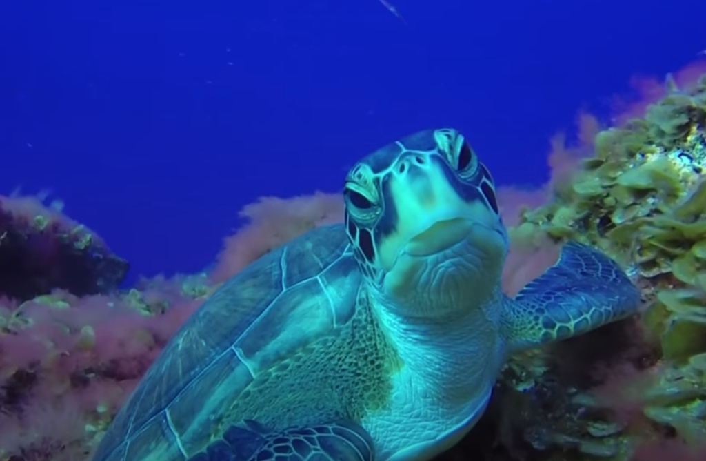 ¡FELIZ DÍA MUNDIAL DE LAS TORTUGAS MARINAS!  