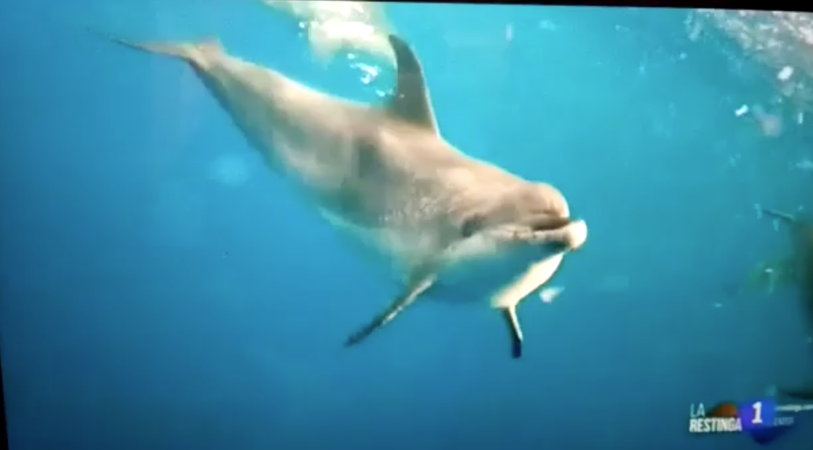 Buceo la Restinga - El Hierro -  en los medios  (TV1 )