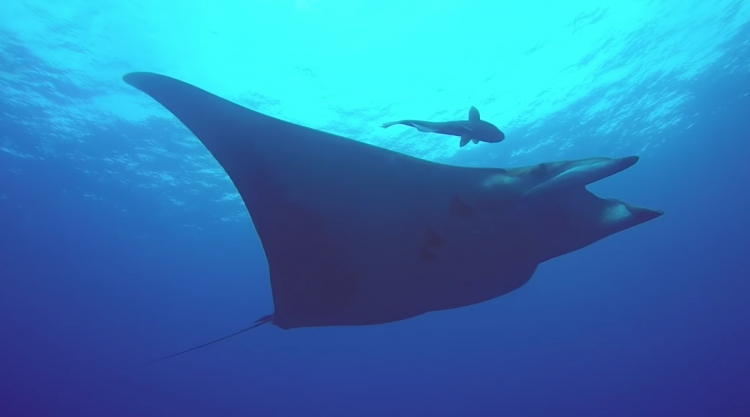 TOP MANTA!