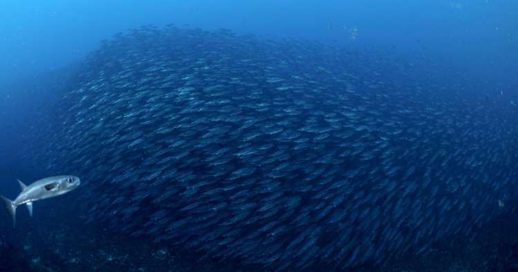 NUESTRO VIDEO del banco enorme de Tamboriles azules u oceánicos (lagocephalus lagocephalus lagocephalus)