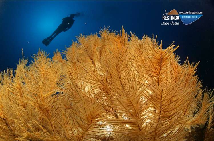  Coral negro con buceador