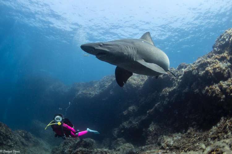 Shark Solrayo's Week - &uacute;ltima foto