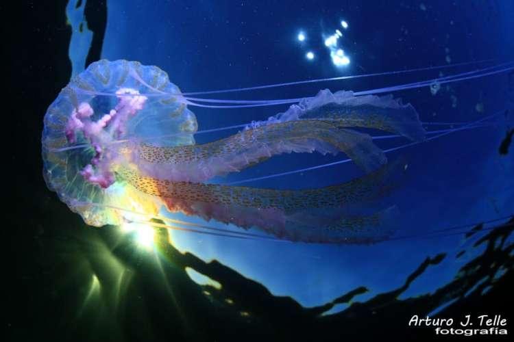 foto 33 de los d&iacute;as extra&ntilde;os.