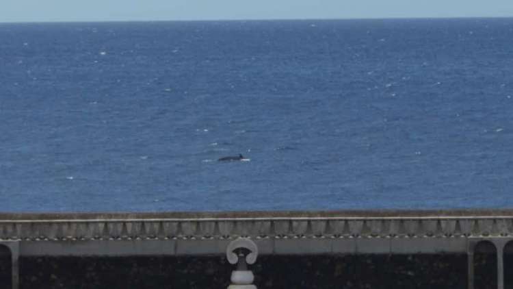 AVISTAMIENTOS INESPERADOS DESDE LA TERRAZA DE CASA EN PLENO CONFINAMIENTO