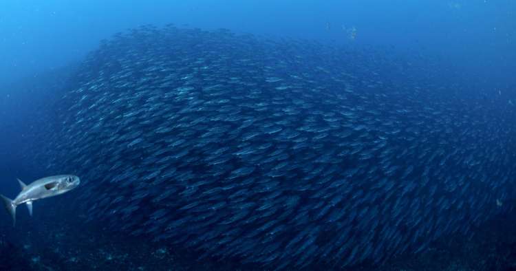 Tamboriles azules u oceánicos (lagocephalus lagocephalus lagocephalus)