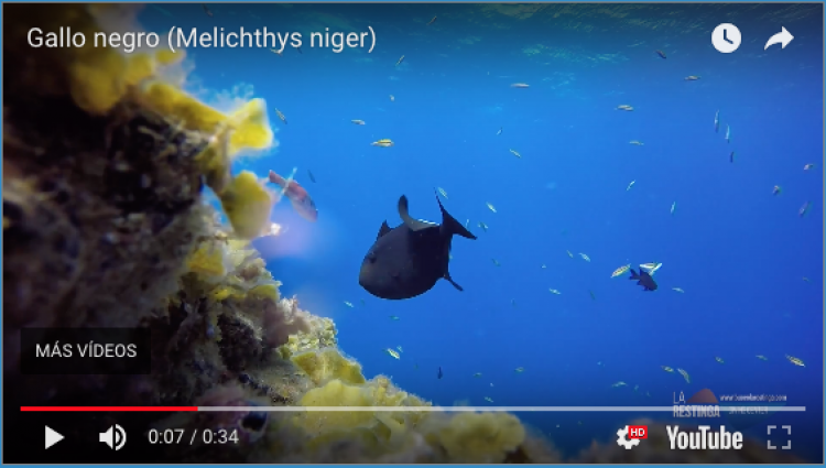 GALLO NEGRO (Melichthys niger)