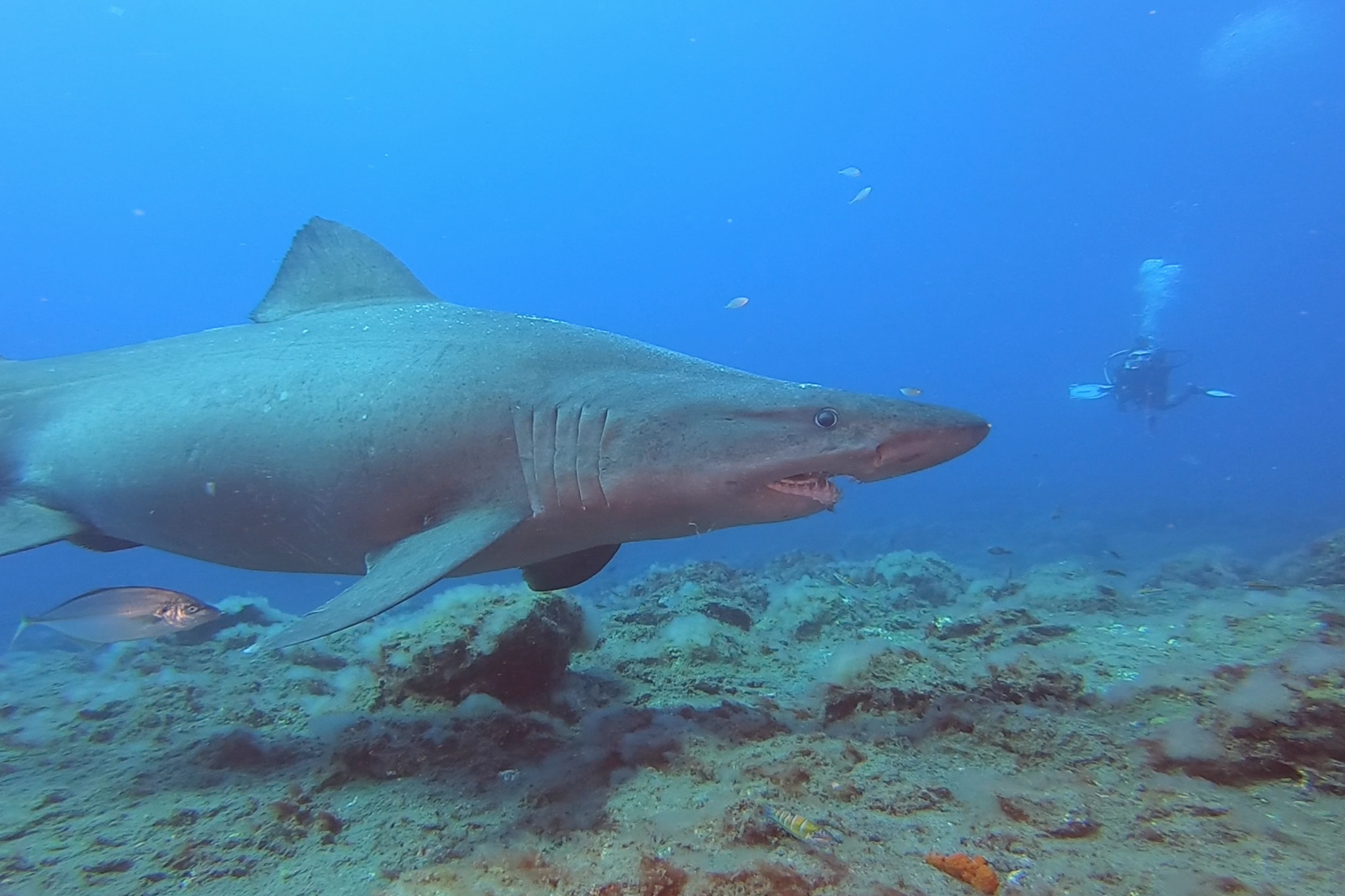 Avistamiento de 2 tiburonas solrayo - Isla El Hierro