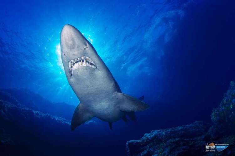 ESPECIAL - SHARK SOLRAYO'S WEEK