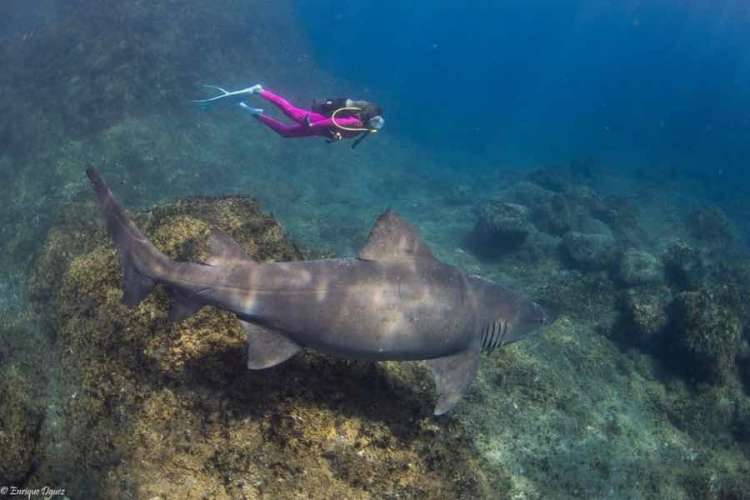 &iexcl;SHARK SOLRAYO'S WEEK!