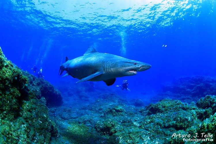 &iexcl;SHARK SOLRAYO'S WEEK!