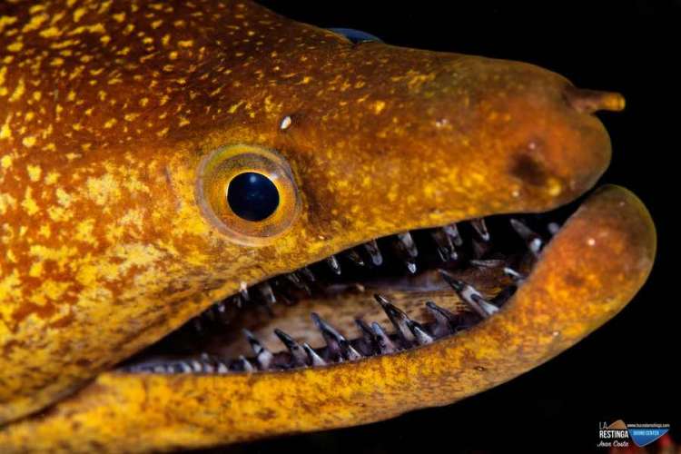 Imagen 24 de los días extraños