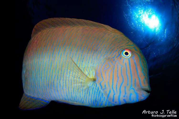 Foto 26 de los d&iacute;as extra&ntilde;os