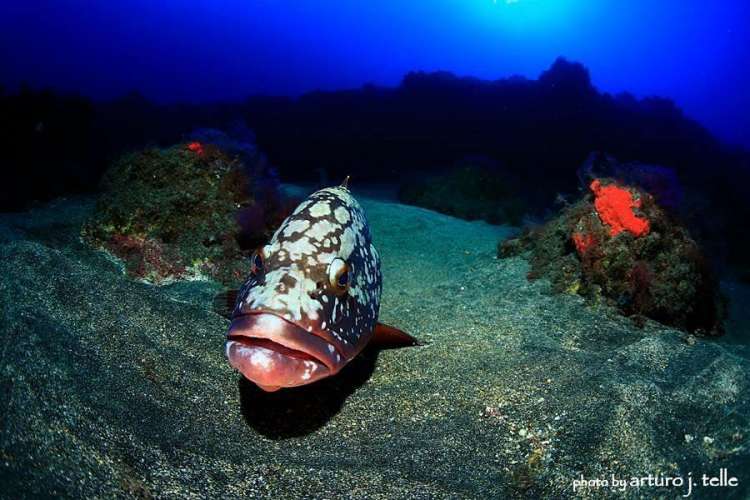 LA RESTINGA MERO'S WEEK - Imagen 44 de los días extraños.