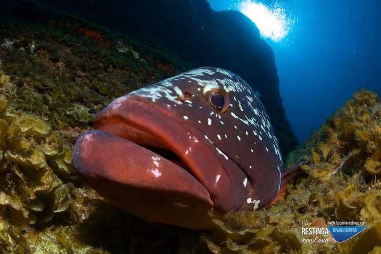 LA RESTINGA MERO'S WEEK - Imagen 45 de los días extraños