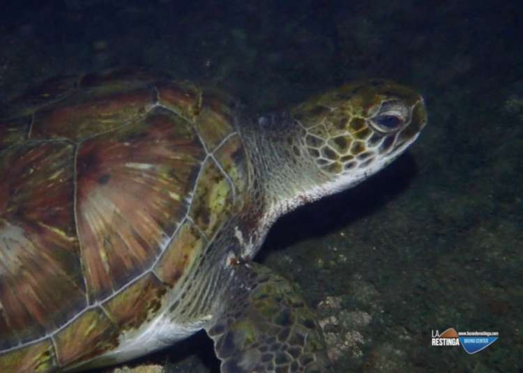 16 de Junio - día internacional de las tortugas Marinas